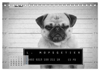 Lillie Mopsgetier - mopsfidel durchs Jahr (Tischkalender 2027 DIN A5 quer), CALVENDO Monatskalender
