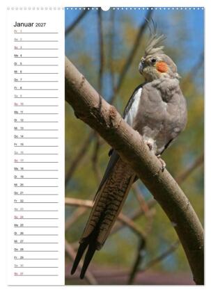 Der Nymphensittich-Terminplaner (hochwertiger Premium Wandkalender 2027 DIN A2 hoch), Kunstdruck in Hochglanz