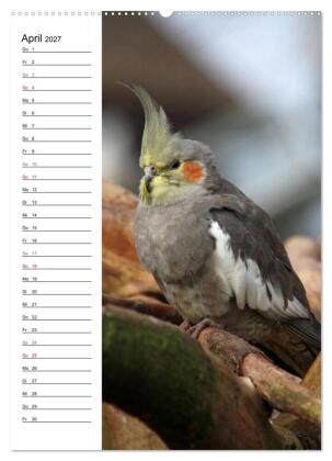 Der Nymphensittich-Terminplaner (hochwertiger Premium Wandkalender 2027 DIN A2 hoch), Kunstdruck in Hochglanz