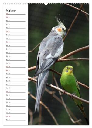 Der Nymphensittich-Terminplaner (hochwertiger Premium Wandkalender 2027 DIN A2 hoch), Kunstdruck in Hochglanz
