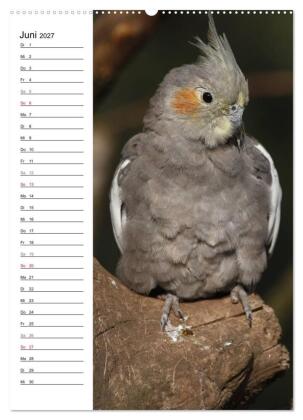 Der Nymphensittich-Terminplaner (hochwertiger Premium Wandkalender 2027 DIN A2 hoch), Kunstdruck in Hochglanz