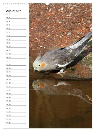 Der Nymphensittich-Terminplaner (hochwertiger Premium Wandkalender 2027 DIN A2 hoch), Kunstdruck in Hochglanz