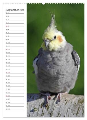 Der Nymphensittich-Terminplaner (hochwertiger Premium Wandkalender 2027 DIN A2 hoch), Kunstdruck in Hochglanz