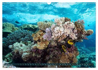 Tauchen, Fische und Meer (Wandkalender 2027 DIN A3 quer), CALVENDO Monatskalender