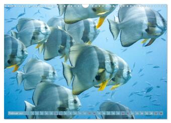 Tauchen, Fische und Meer (Wandkalender 2027 DIN A3 quer), CALVENDO Monatskalender