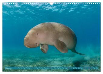 Tauchen, Fische und Meer (Wandkalender 2027 DIN A3 quer), CALVENDO Monatskalender
