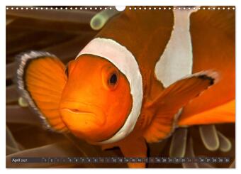 Tauchen, Fische und Meer (Wandkalender 2027 DIN A3 quer), CALVENDO Monatskalender