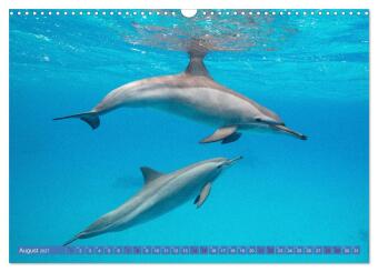 Tauchen, Fische und Meer (Wandkalender 2027 DIN A3 quer), CALVENDO Monatskalender
