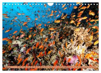 Farbenfrohes Meer (Wandkalender 2027 DIN A4 quer), CALVENDO Monatskalender