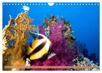 Farbenfrohes Meer (Wandkalender 2027 DIN A4 quer), CALVENDO Monatskalender