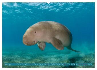 Tauchen, Fische und Meer (Wandkalender 2027 DIN A2 quer), CALVENDO Monatskalender