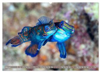 Tauchen, Fische und Meer (Wandkalender 2027 DIN A2 quer), CALVENDO Monatskalender