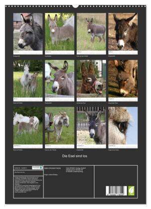 Die Esel sind los (hochwertiger Premium Wandkalender 2027 DIN A2 hoch), Kunstdruck in Hochglanz