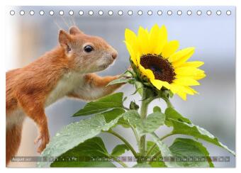 Eichhörnchen Luna und ihre Kinder (Tischkalender 2027 DIN A5 quer), CALVENDO Monatskalender