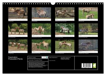 Faszination Przewalski-Pferde (Wandkalender 2027 DIN A3 quer), CALVENDO Monatskalender