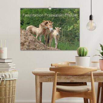 Faszination Przewalski-Pferde (Wandkalender 2027 DIN A3 quer), CALVENDO Monatskalender