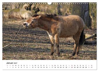 Faszination Przewalski-Pferde (Wandkalender 2027 DIN A3 quer), CALVENDO Monatskalender