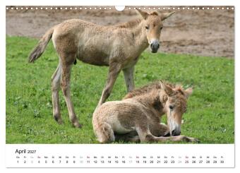 Faszination Przewalski-Pferde (Wandkalender 2027 DIN A3 quer), CALVENDO Monatskalender