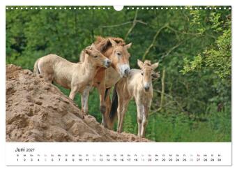 Faszination Przewalski-Pferde (Wandkalender 2027 DIN A3 quer), CALVENDO Monatskalender