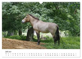 Faszination Przewalski-Pferde (Wandkalender 2027 DIN A3 quer), CALVENDO Monatskalender