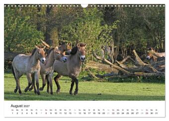 Faszination Przewalski-Pferde (Wandkalender 2027 DIN A3 quer), CALVENDO Monatskalender