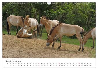 Faszination Przewalski-Pferde (Wandkalender 2027 DIN A3 quer), CALVENDO Monatskalender