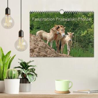 Faszination Przewalski-Pferde (Wandkalender 2027 DIN A4 quer), CALVENDO Monatskalender