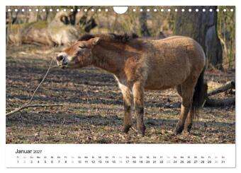 Faszination Przewalski-Pferde (Wandkalender 2027 DIN A4 quer), CALVENDO Monatskalender