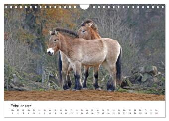 Faszination Przewalski-Pferde (Wandkalender 2027 DIN A4 quer), CALVENDO Monatskalender