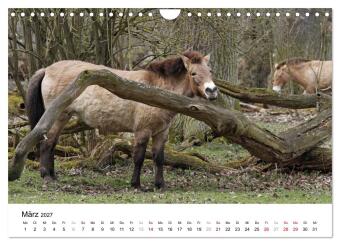 Faszination Przewalski-Pferde (Wandkalender 2027 DIN A4 quer), CALVENDO Monatskalender