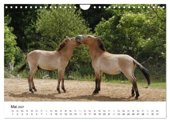 Faszination Przewalski-Pferde (Wandkalender 2027 DIN A4 quer), CALVENDO Monatskalender