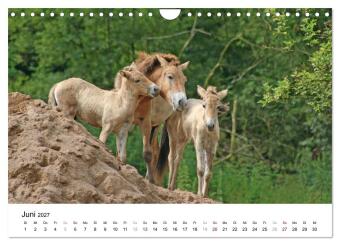 Faszination Przewalski-Pferde (Wandkalender 2027 DIN A4 quer), CALVENDO Monatskalender