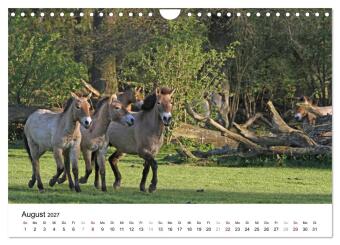 Faszination Przewalski-Pferde (Wandkalender 2027 DIN A4 quer), CALVENDO Monatskalender