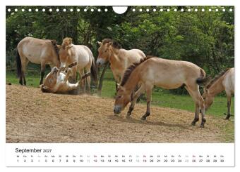 Faszination Przewalski-Pferde (Wandkalender 2027 DIN A4 quer), CALVENDO Monatskalender