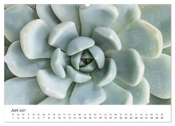 Sukkulenten Galerie (hochwertiger Premium Wandkalender 2027 DIN A2 quer), Kunstdruck in Hochglanz