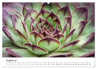 Sukkulenten Galerie (hochwertiger Premium Wandkalender 2027 DIN A2 quer), Kunstdruck in Hochglanz