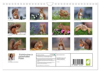 Eichhörnchen in zauberhaften Posen (Wandkalender 2027 DIN A4 quer), CALVENDO Monatskalender