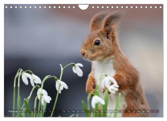 Eichhörnchen in zauberhaften Posen (Wandkalender 2027 DIN A4 quer), CALVENDO Monatskalender