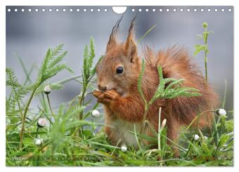 Eichhörnchen in zauberhaften Posen (Wandkalender 2027 DIN A4 quer), CALVENDO Monatskalender