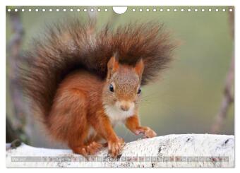 Eichhörnchen in zauberhaften Posen (Wandkalender 2027 DIN A4 quer), CALVENDO Monatskalender