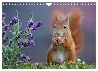 Eichhörnchen in zauberhaften Posen (Wandkalender 2027 DIN A4 quer), CALVENDO Monatskalender