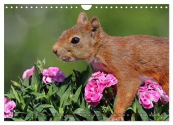 Eichhörnchen in zauberhaften Posen (Wandkalender 2027 DIN A4 quer), CALVENDO Monatskalender