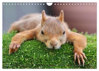 Eichhörnchen in zauberhaften Posen (Wandkalender 2027 DIN A4 quer), CALVENDO Monatskalender