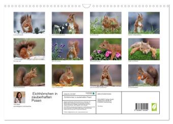 Eichhörnchen in zauberhaften Posen (Wandkalender 2027 DIN A3 quer), CALVENDO Monatskalender