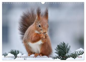 Eichhörnchen in zauberhaften Posen (Wandkalender 2027 DIN A3 quer), CALVENDO Monatskalender