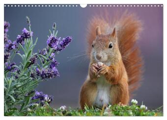 Eichhörnchen in zauberhaften Posen (Wandkalender 2027 DIN A3 quer), CALVENDO Monatskalender