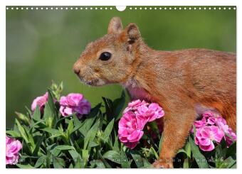Eichhörnchen in zauberhaften Posen (Wandkalender 2027 DIN A3 quer), CALVENDO Monatskalender