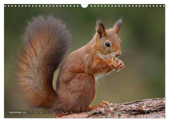 Eichhörnchen in zauberhaften Posen (Wandkalender 2027 DIN A3 quer), CALVENDO Monatskalender