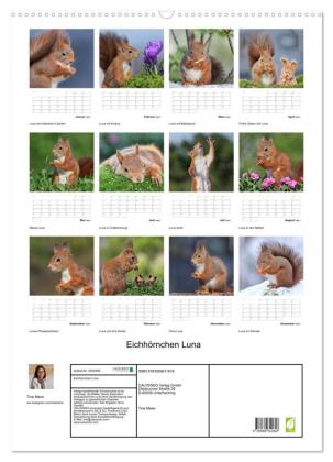 Eichhörnchen Luna (Wandkalender 2027 DIN A2 hoch), CALVENDO Monatskalender