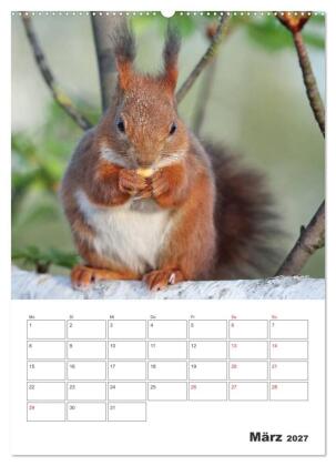 Eichhörnchen Luna (Wandkalender 2027 DIN A2 hoch), CALVENDO Monatskalender